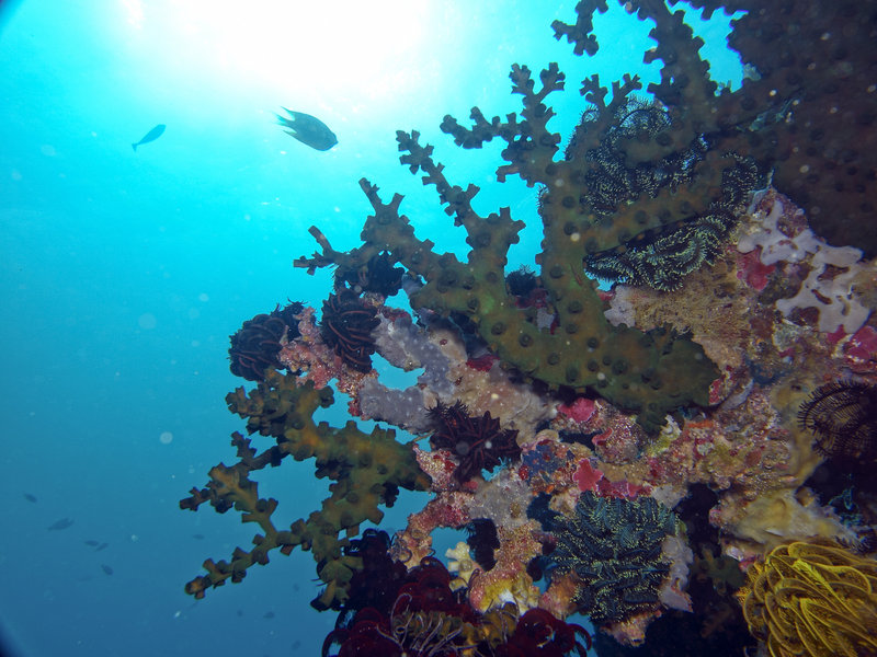 Hard Coral, Monkey Beach